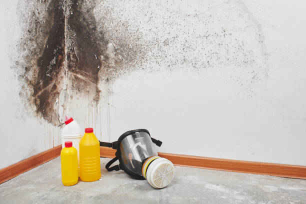Best Mold Testing  in Maryvle, IL