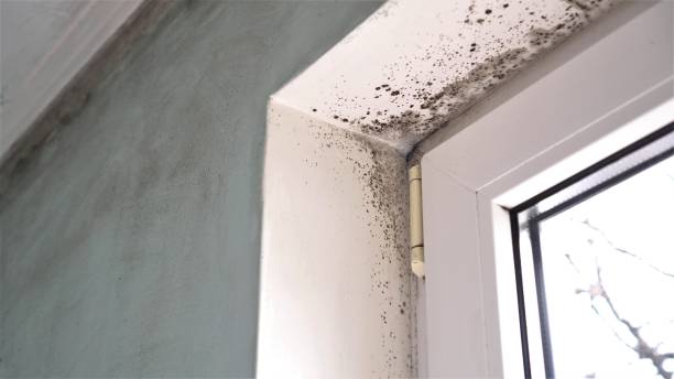 Reliable Maryville, IL Mold Removal Solutions