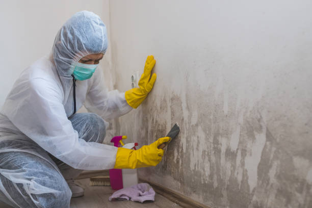 Crawl Space Mold Removal in Maryville, IL