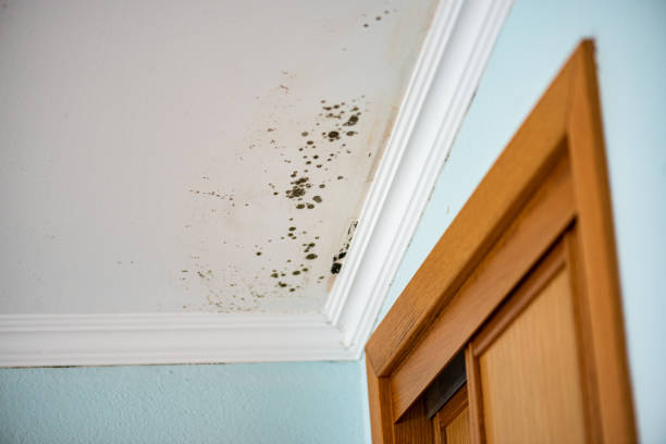 Best Mold Testing  in Maryvle, IL