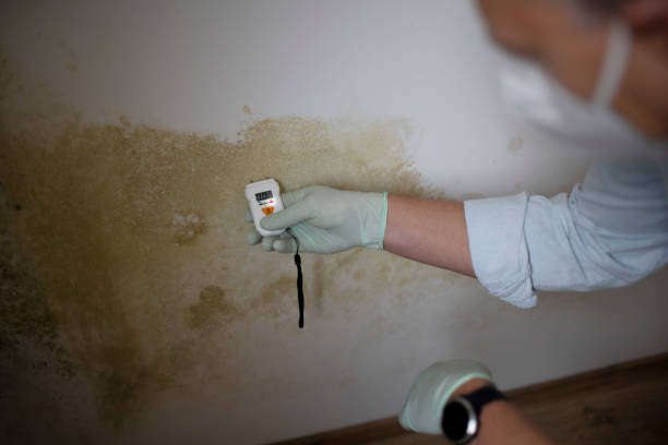 Best Emergency Mold Removal  in Maryvle, IL