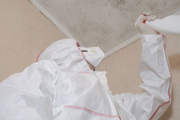 Best Black Mold Removal  in Maryvle, IL