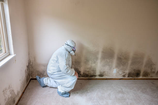 Best Attic Mold Removal  in Maryvle, IL