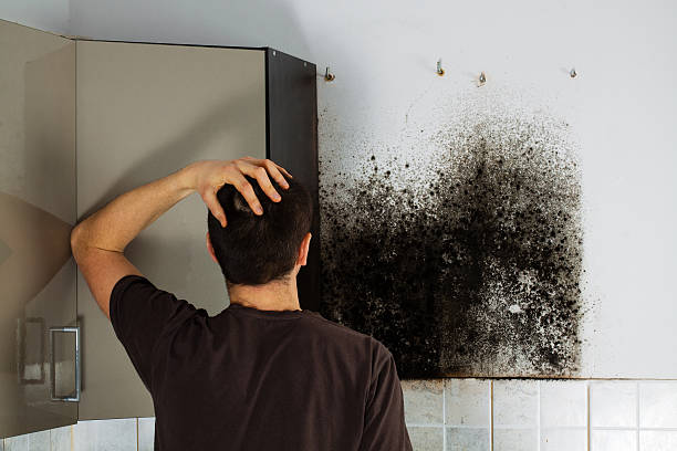 Best Commercial Mold Removal  in Maryvle, IL