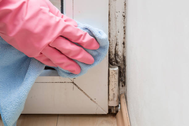Best Certified Mold Removal  in Maryvle, IL